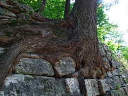 ... Und auf Steinen Bäume wachsen ... / ***