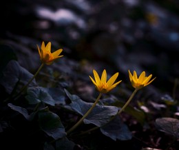 Three Sisters / ***