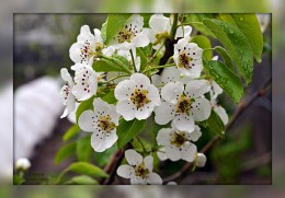 Mein Apfelbaum in voller Blüte. / ***