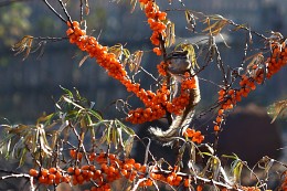 Backenhörnchen / .....