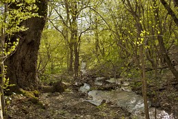 Im Frühjahr Wald / ***