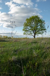 Lone Oak / ***