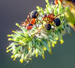Ameisen auf Weide ... / ***