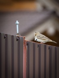 Wo bist du, mein Suliko? / ***