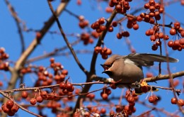 waxwing # 1 / ***
