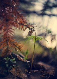 Der alte Baum ... / ***