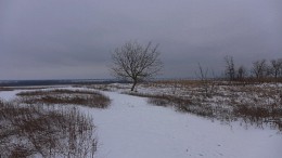 Winterlandschaft mit Baum / ***