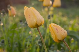 Tulips at sunset / ***