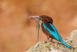 &nbsp; / white-throated kingfisher