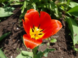 Tulpe / ***