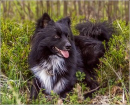 This is my dog / This is my dog
