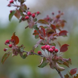 Apfelbäume in voller Blüte .. / ***