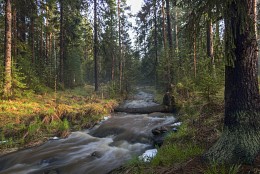 Spring Forest / ***