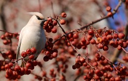 waxwing # 2 / ***