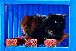 Katze, die um die Grenzen des Anstandes zu halten versucht, / ***