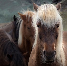 Blonde ... / ***