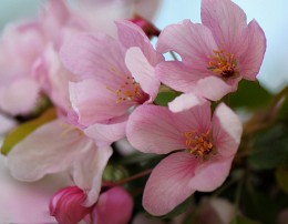 May Blossom / ***