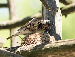 Die Familie von Amseln / ***