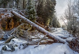 Wald Hindernis auf der Straße. / ***