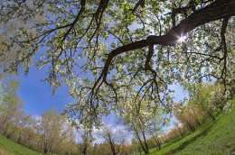 Ich bekomme in den Zweigen der Sonne verloren ... / ***