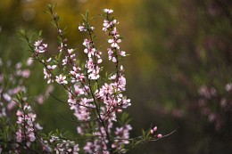 Blumen-Stimmung. / ***