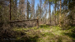 Nach der Invasion der Borkenkäfer. / ***