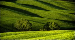 Grün auf Grün ..... / ***