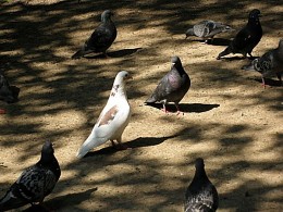 Odd man out / no comment