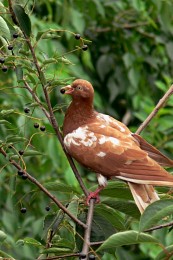 Dove mit Beeren / ***