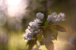 Sonnenstrahlen! / ***