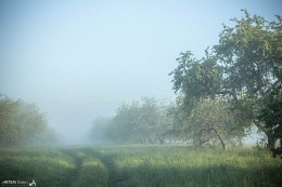 Nebligen Morgen in den Apfelgarten / ***