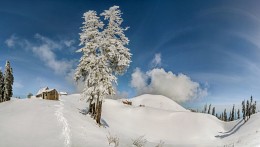 White Pine. / ***