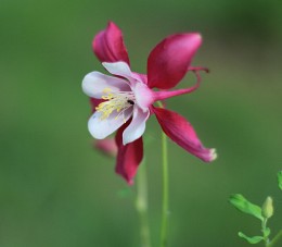 Aquilegia ... / ....................