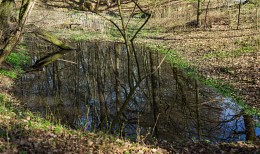 Waldsee / ***