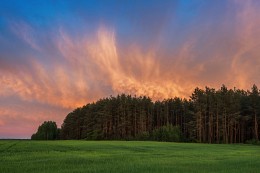 Feuer im Wald / ***