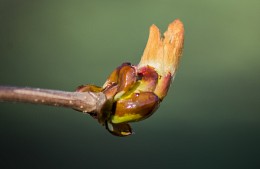 Lindenblüten / ***