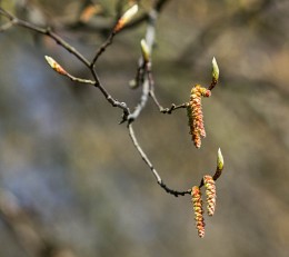 Der Frühling kommt / ***