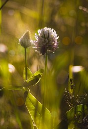 In dem dichten Gras / ***