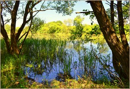 Teich im Sommer Nachmittag / ***