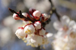 apricot / spring sun apricot