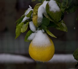 Schnee in Israel. / ***