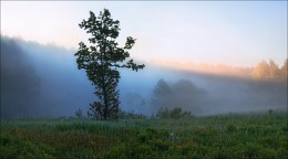 Über Morgen im Wald / ***