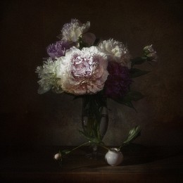 Peonies / ***