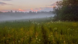 Nebel nach dem regen ... / ***