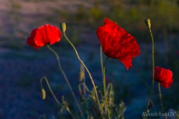 Mohn / ***