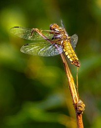 Odonata / ***
