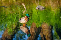 Reflection unwiderstehlich) / ***
