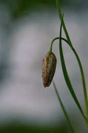 Grouse shahmatovidny (lat. Fritillaria meleagroídes) / ***