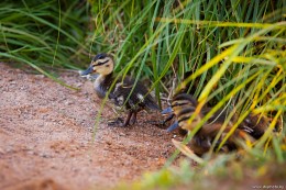 Der Hinterhalt / ***