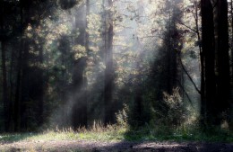 Morgen in einem Kiefernwald / ***